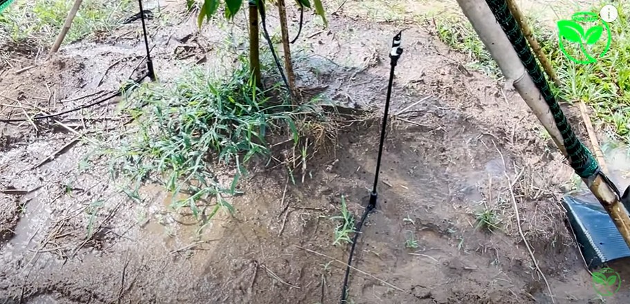 béc tưới ướt cây sầu riêng VO8